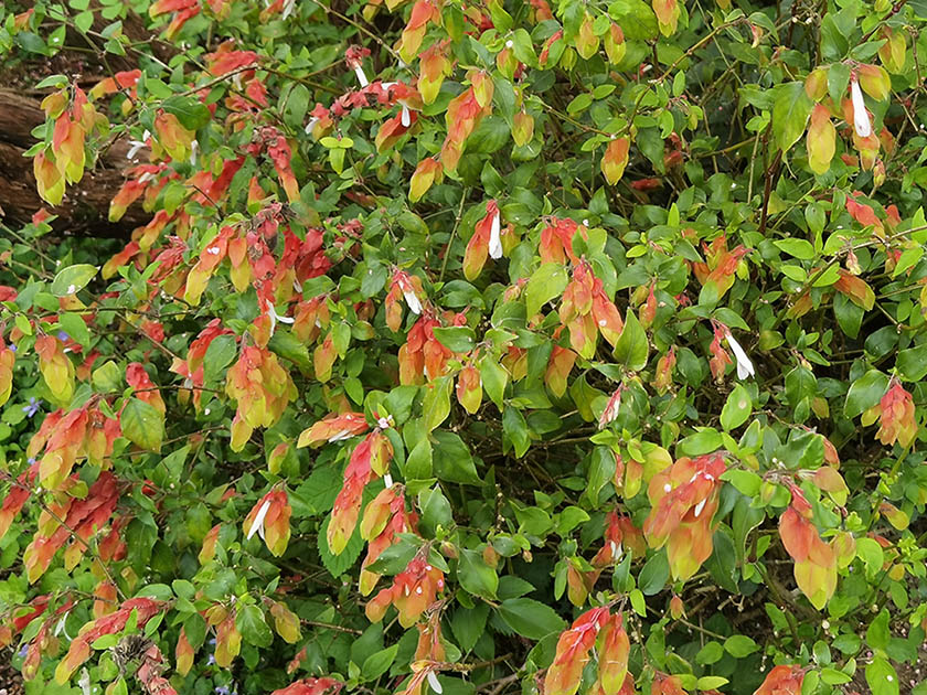 Beloperone Guttata